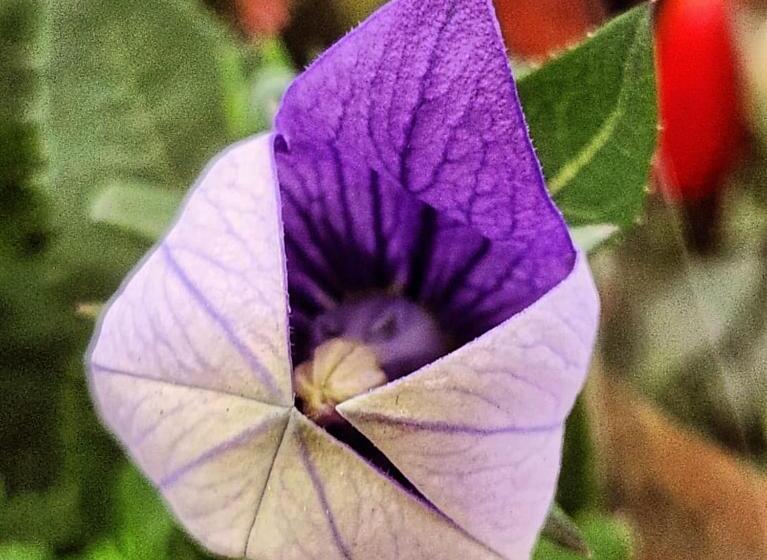 Quarto 0000 Está Indisponível Não Paguei Nada