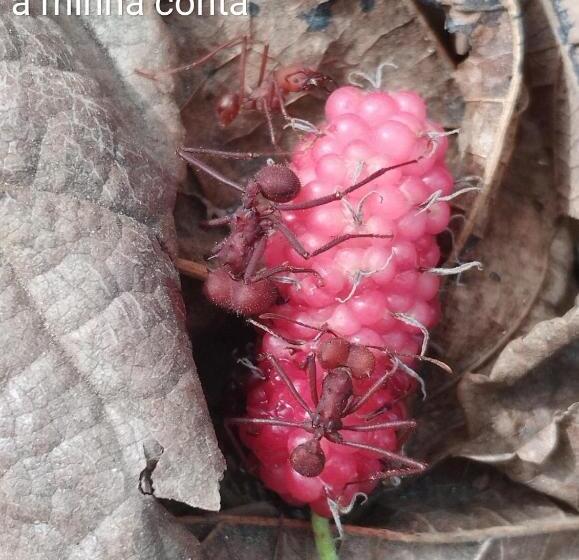 Quarto 0000 Está Indisponível Não Paguei Nada