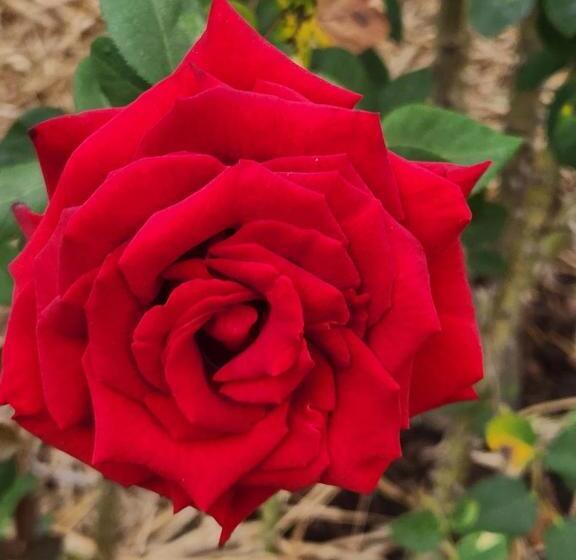 Quarto 0000 Está Indisponível Não Paguei Nada