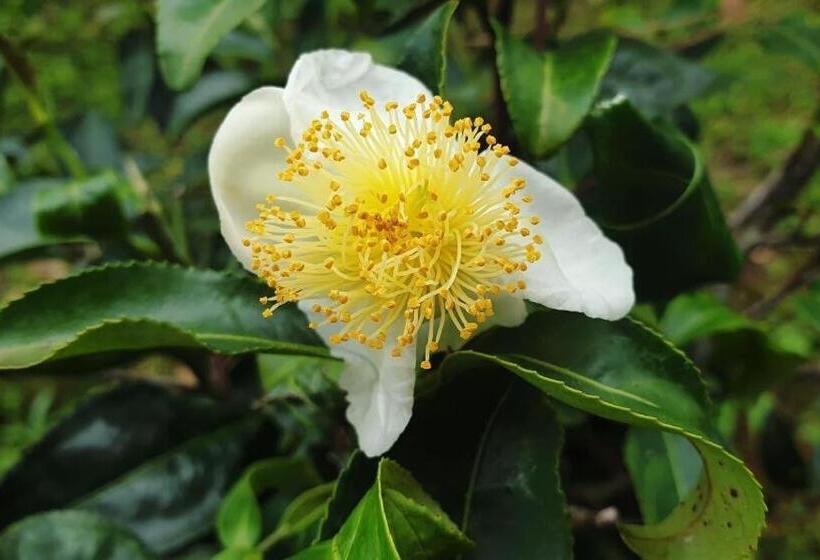 Отель Baan Hom Muen Li