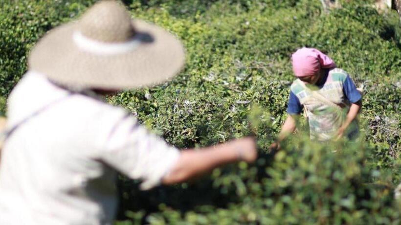 Отель Baan Hom Muen Li