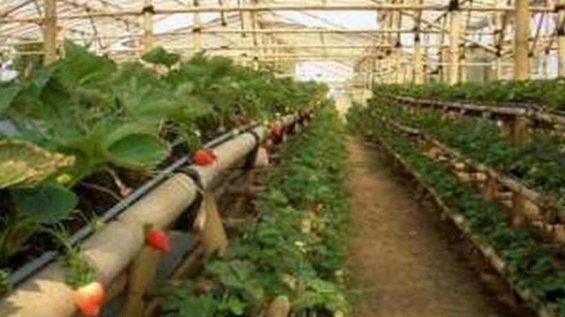 فندق Rose Villa Cipanas