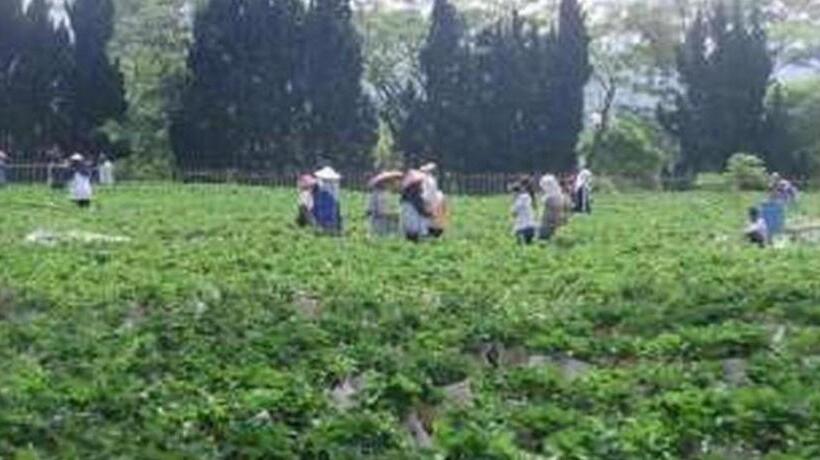 فندق Rose Villa Cipanas