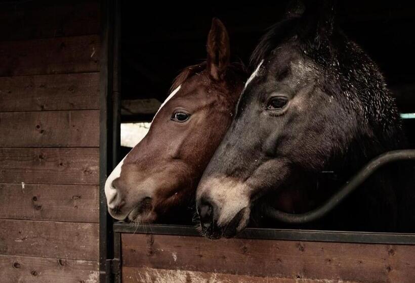 호텔 Agriturismo Cà De Zecchini