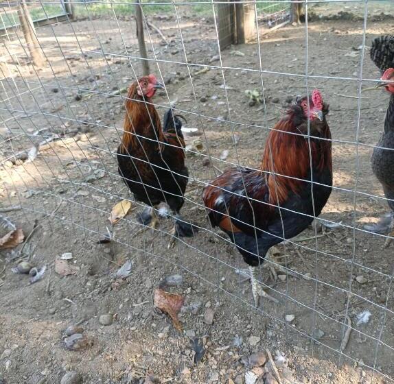 בית מלון כפרי Tenuta Vitale   Azienda Agricola Multifunzionale