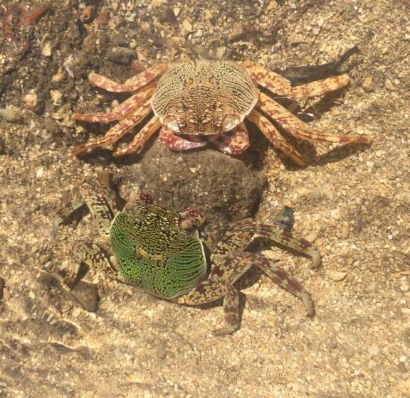 Belo Vula Island Resort Limited