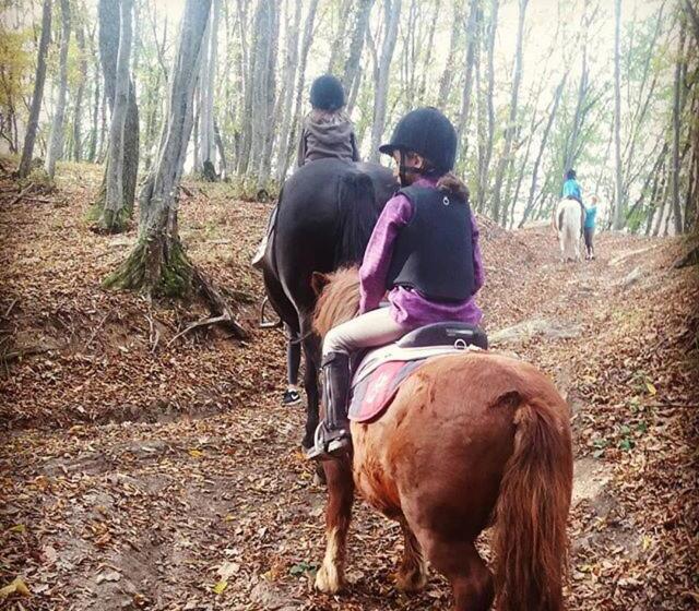 Agropensiunea Rafila