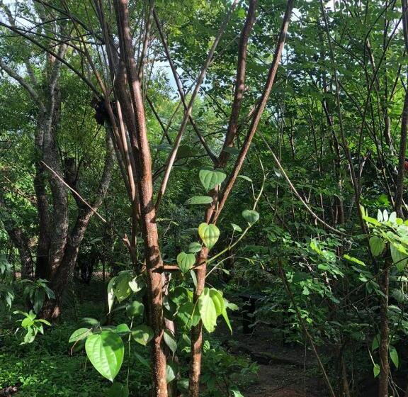 ユースホステル Forest Villa Nature Resort