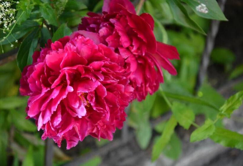 هتل корсар:korsar