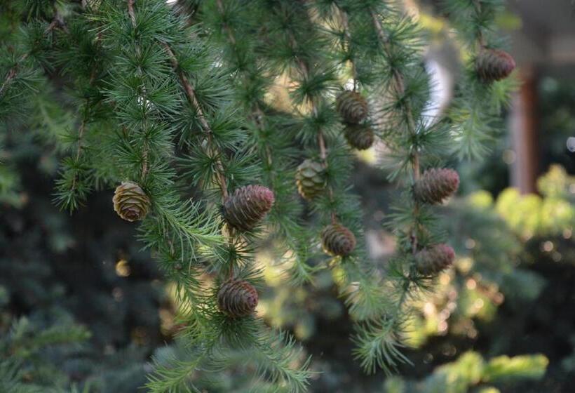 هتل корсар:korsar