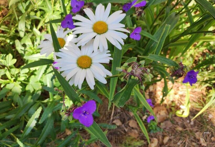 Hotelli Toni Llogora