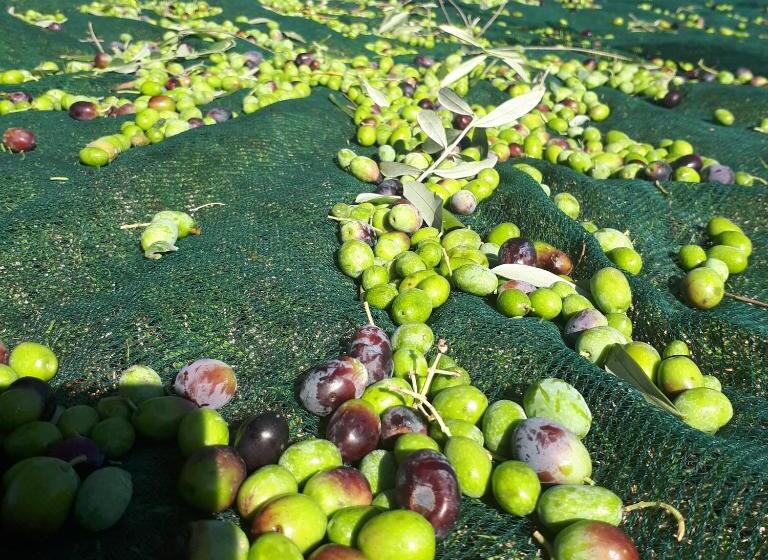 ベッドアンドブレックファースト Casa Degli Ulivi