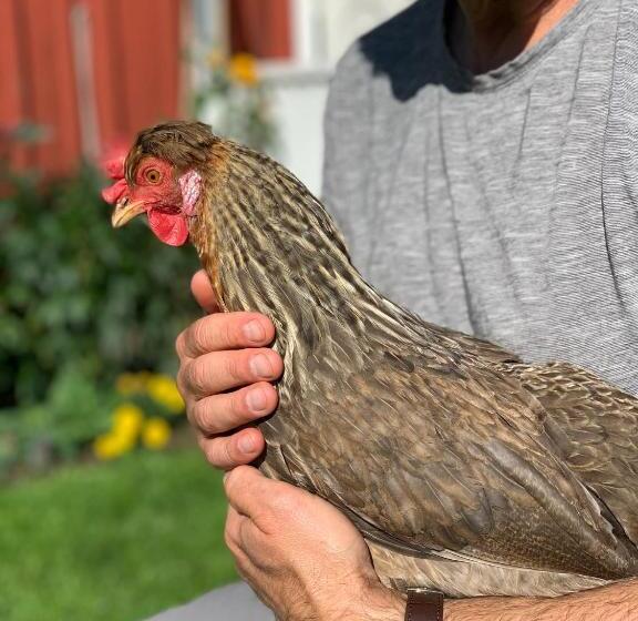 مبيت وإفطار Lavendeltorpet