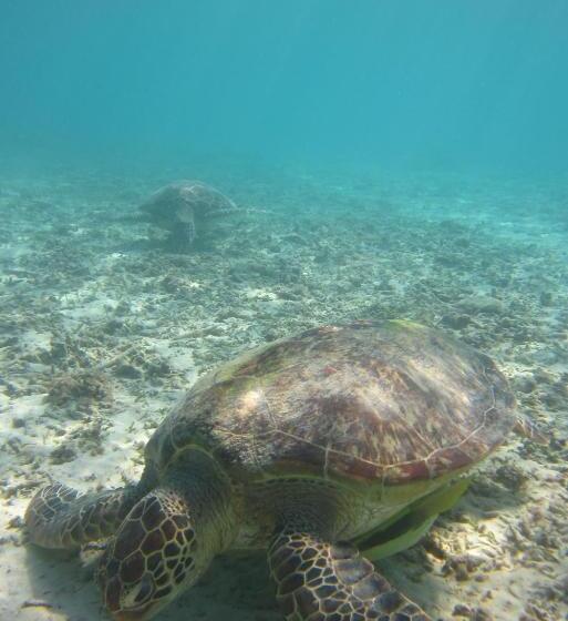 בית מלון כפרי Tokashiku Marine Villege