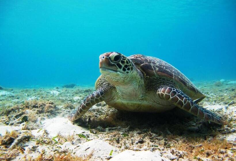 בית מלון כפרי Tokashiku Marine Villege