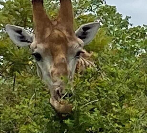 פנסיון Overnight Stop Before Kruger National Park