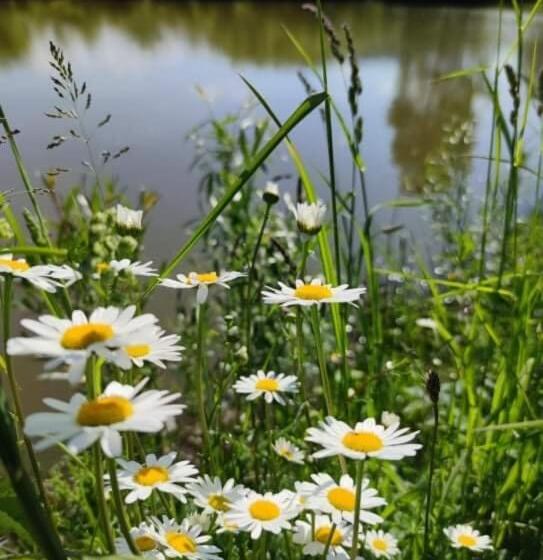 펜션 Penzión Roal Pieniny