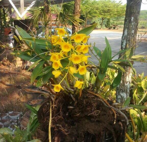 Rayong Phurua Resort