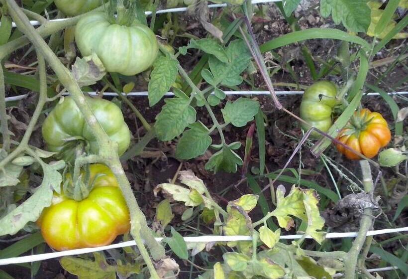 مبيت وإفطار Villa Ordile