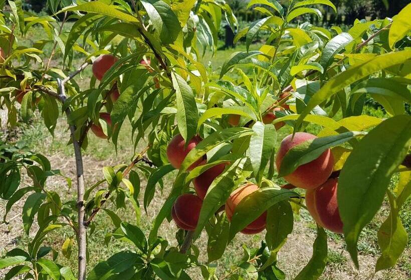 هتل Ingrid Panzió