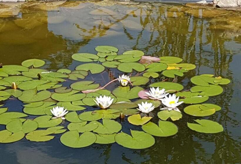 هتل Ingrid Panzió