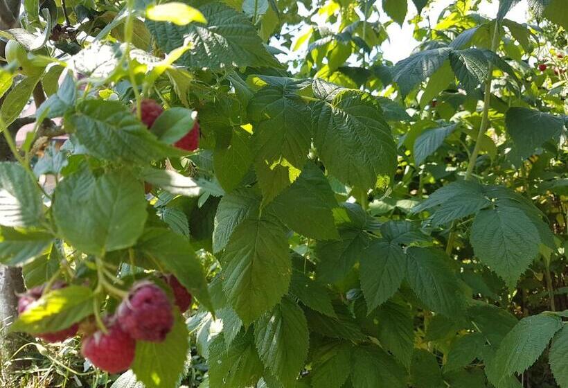 هتل Ingrid Panzió