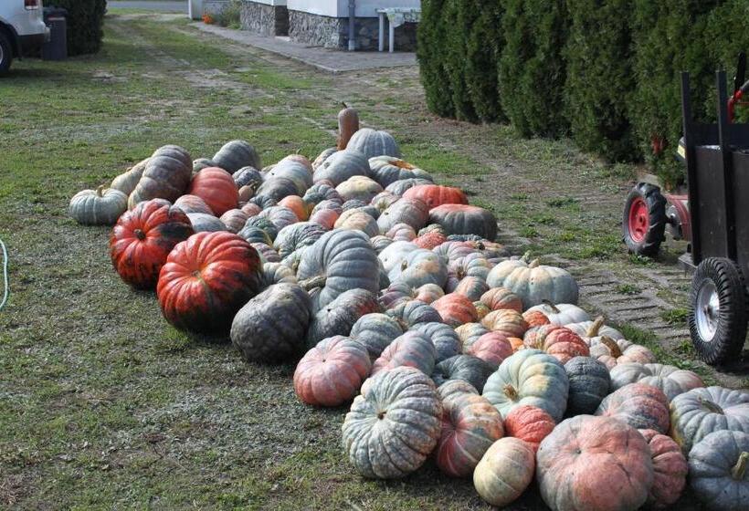 هتل Ingrid Panzió