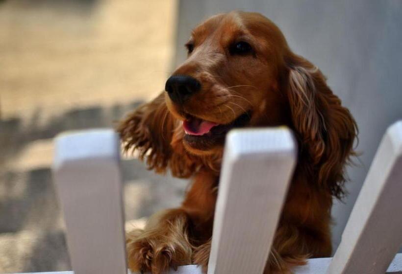 پانسیون Guest House Konjic