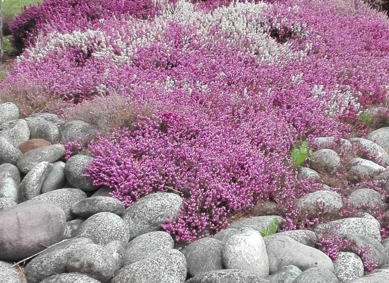 פנסיון Picchio Affittacamere