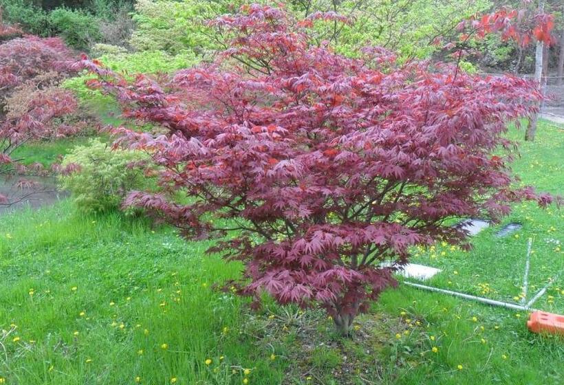 פנסיון Picchio Affittacamere