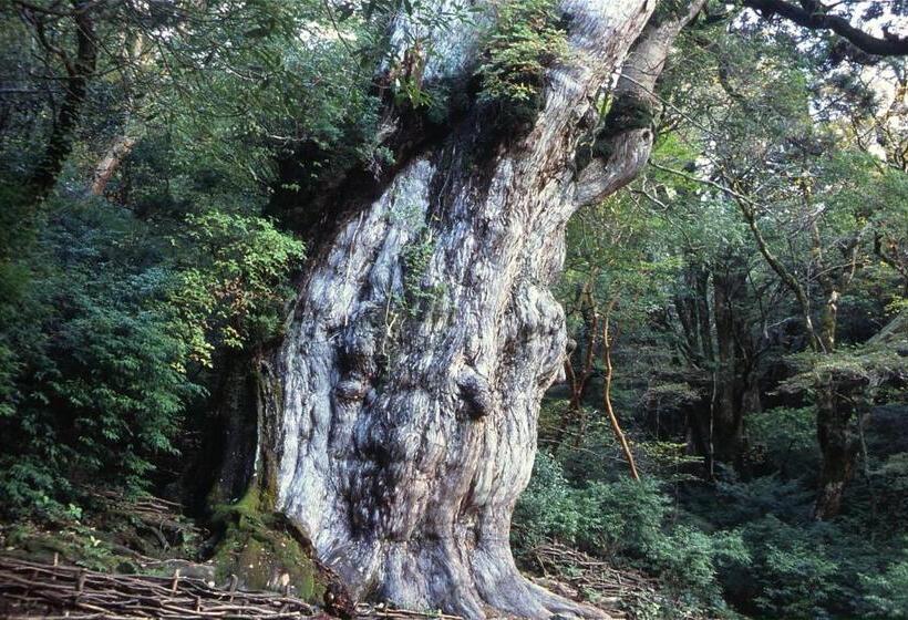 膳宿费 Yakushima Refresh
