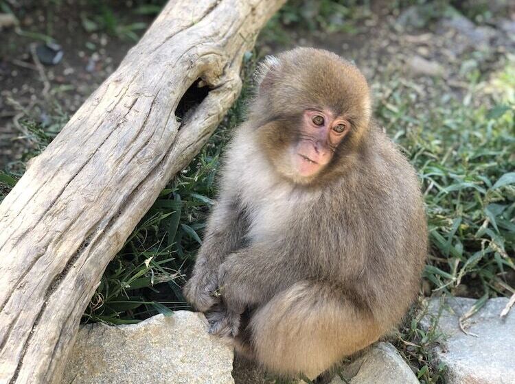 فندق صغير Aibiya