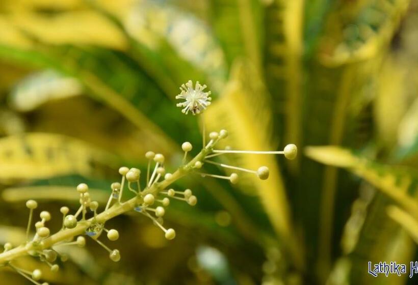 ベッドアンドブレックファースト Lathika Homes