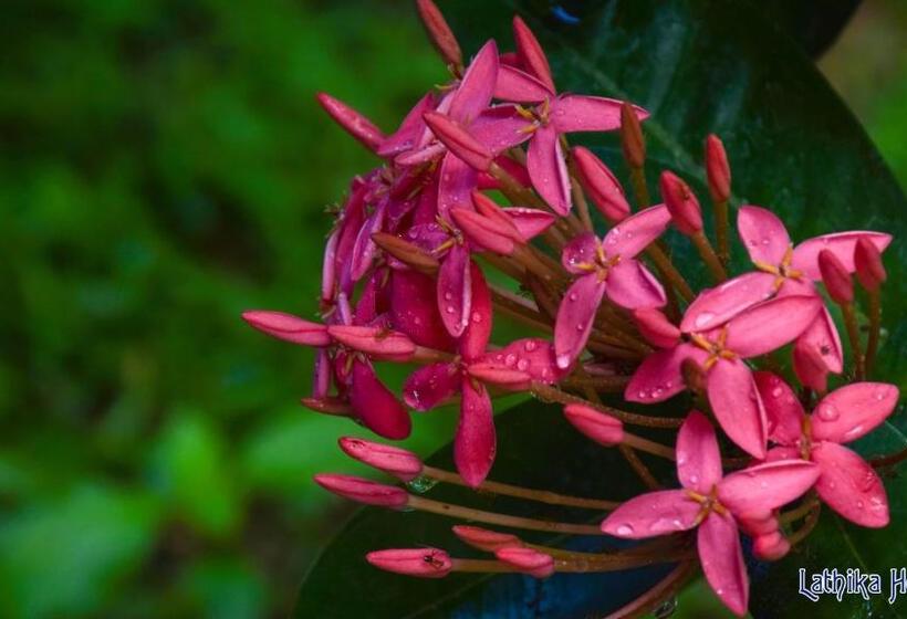 ベッドアンドブレックファースト Lathika Homes