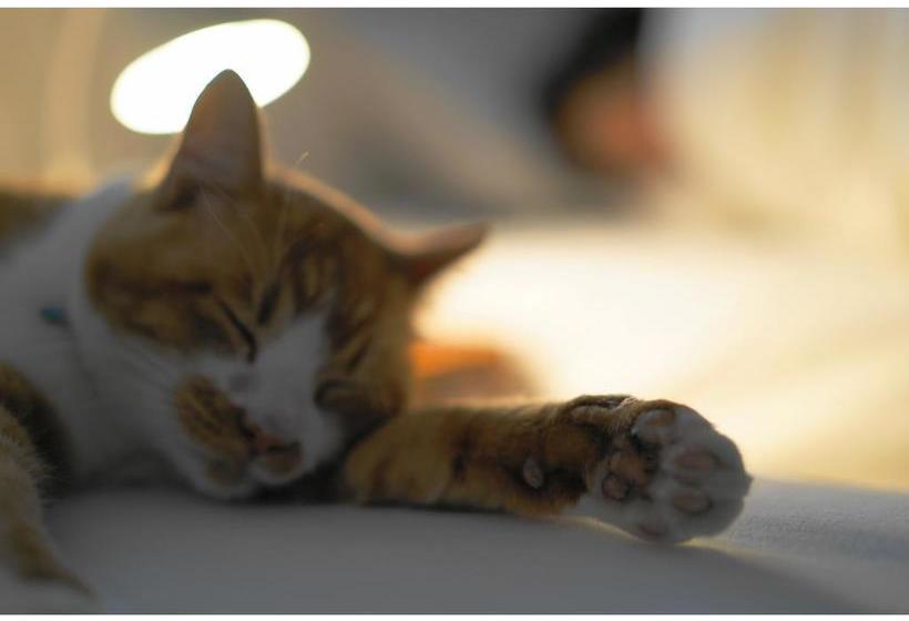 住宿加早餐 Pension Atca