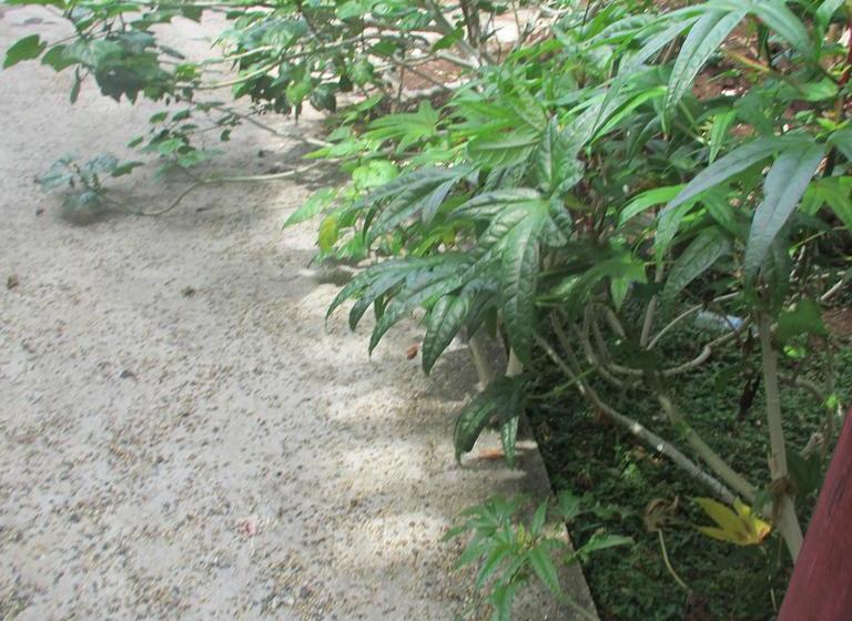 تختخواب و صبحانه Tuna S Lodge