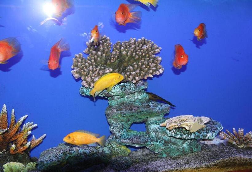 هتل Saleem Afandi