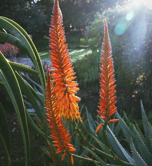 צימר Aan D'oewer