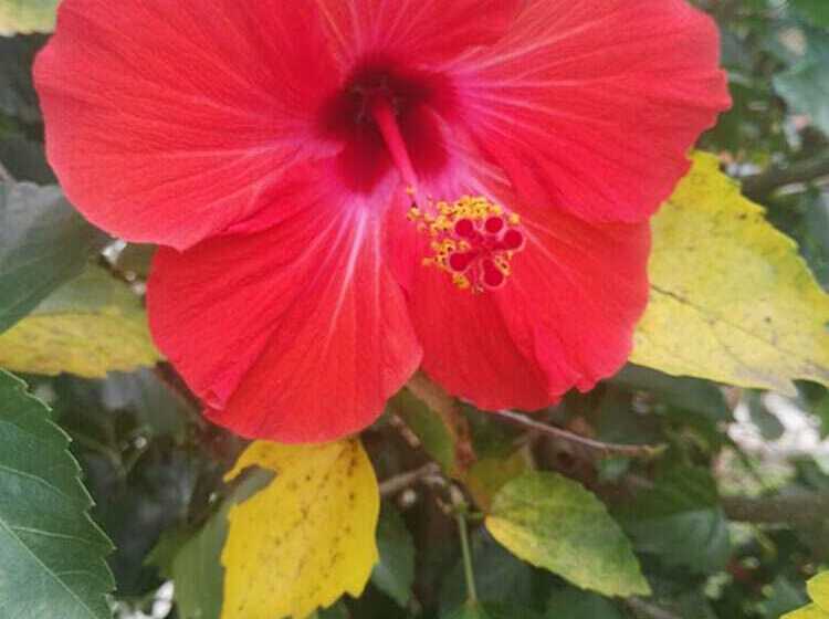 Bed and Breakfast Dreams Homestay