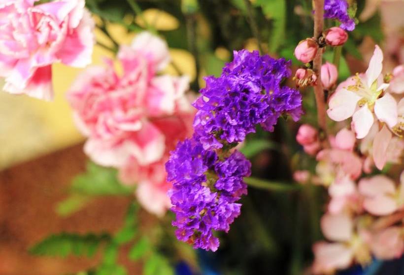 ריוקאן Asahi Club