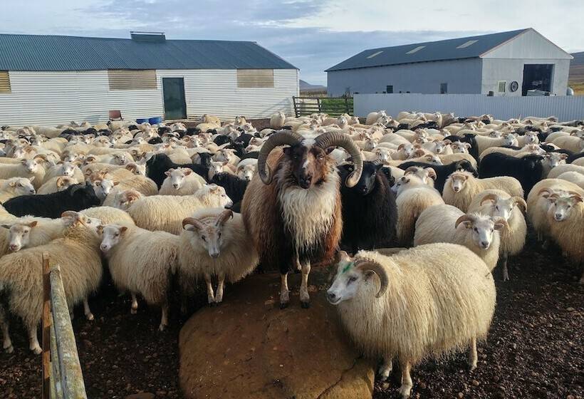 هاستل Ytra Lón Farm Lodge