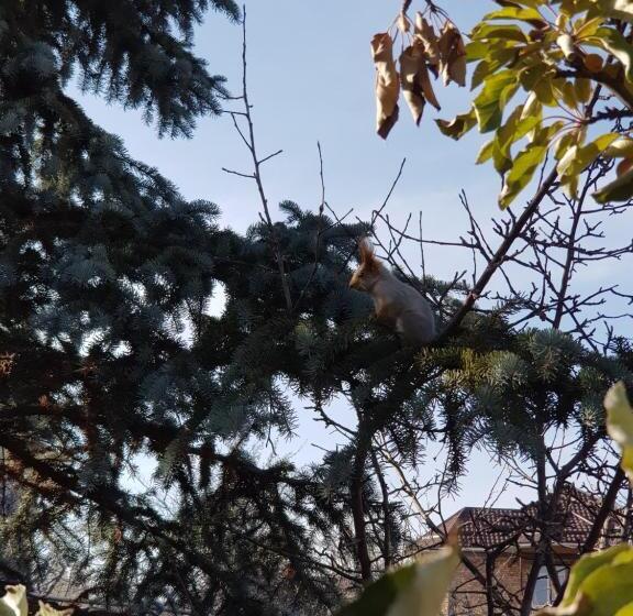 تختخواب و صبحانه Memo's Boutique Guesthouse