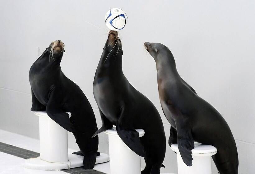 Отель Shiosai Resort Kamogawa