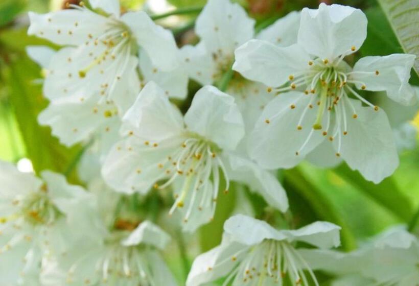 ベッドアンドブレックファースト Budai Panzió