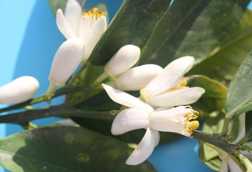 تختخواب و صبحانه Dar R'bat