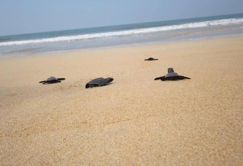 민박 Janus Paradise Rest