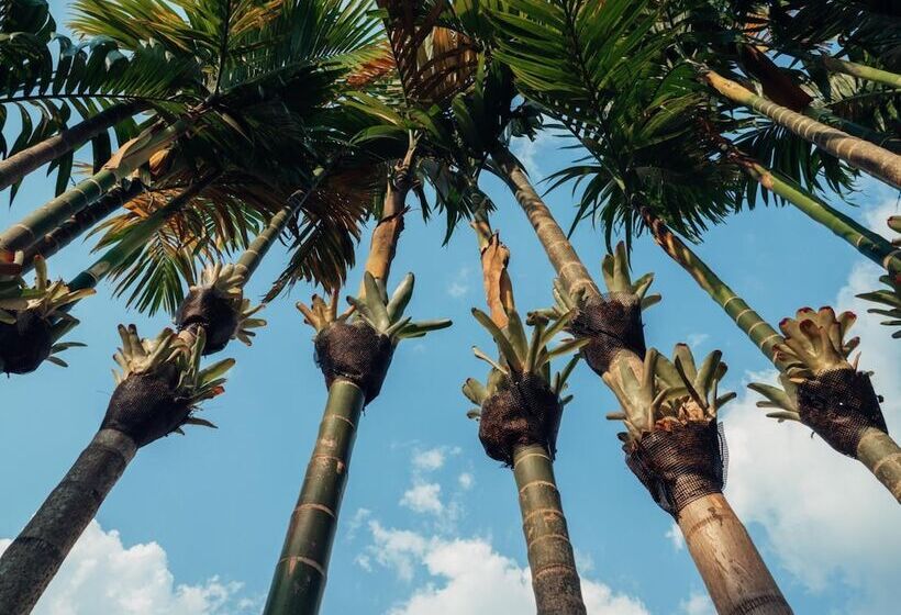 בית מלון כפרי Le Jardin