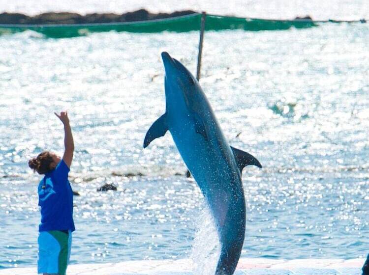 ריוקאן Himakajima Isuzukan