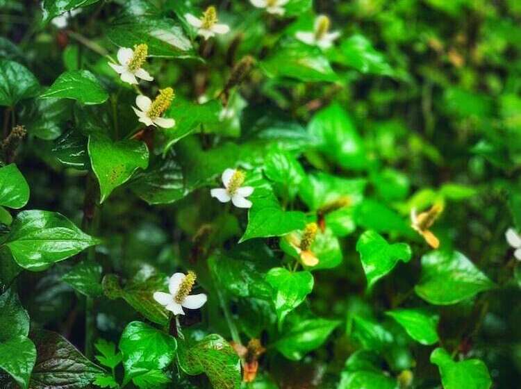 日式旅馆 Kinosato Yamanoyu