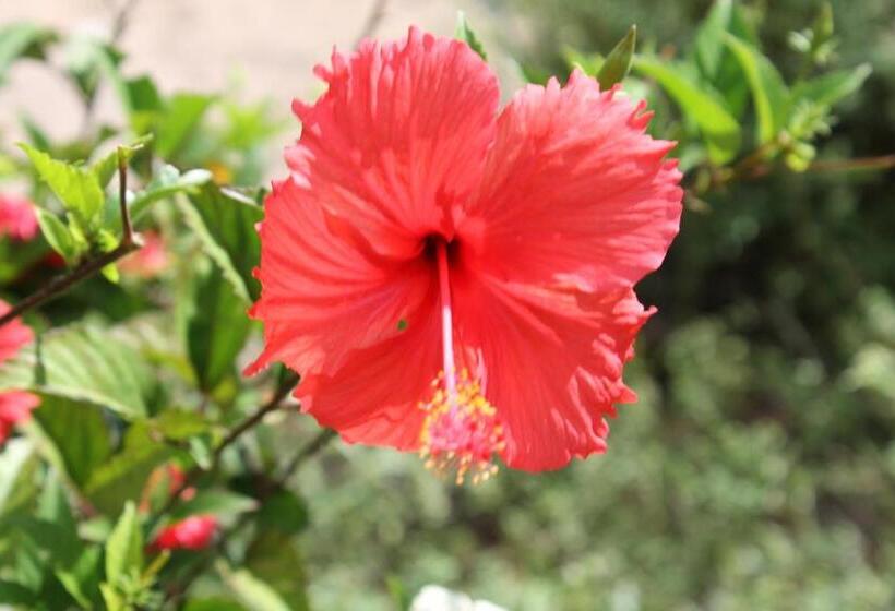 هاستل Family Guest House